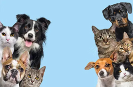 Pets